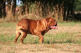 DOGUE DE BORDEAUX 379